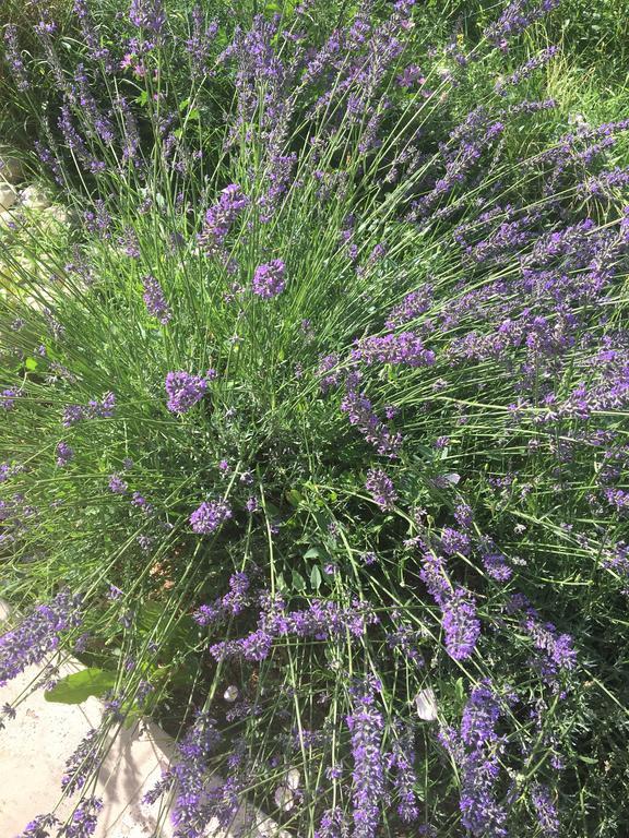 Mas En Luberon Gordes 빌라 외부 사진